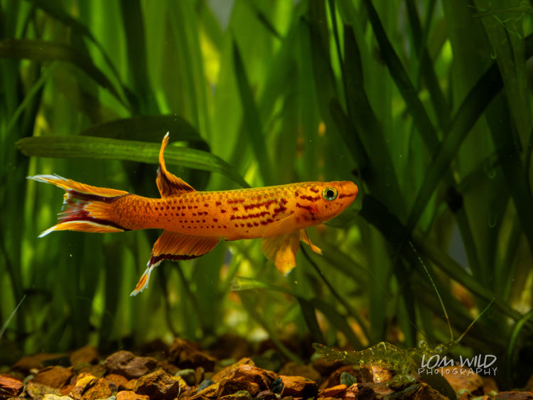 Killifish - LOMWILD