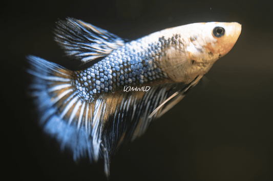 002 LOMWILD Fancy Betta Fish USA Raised - LOMWILD