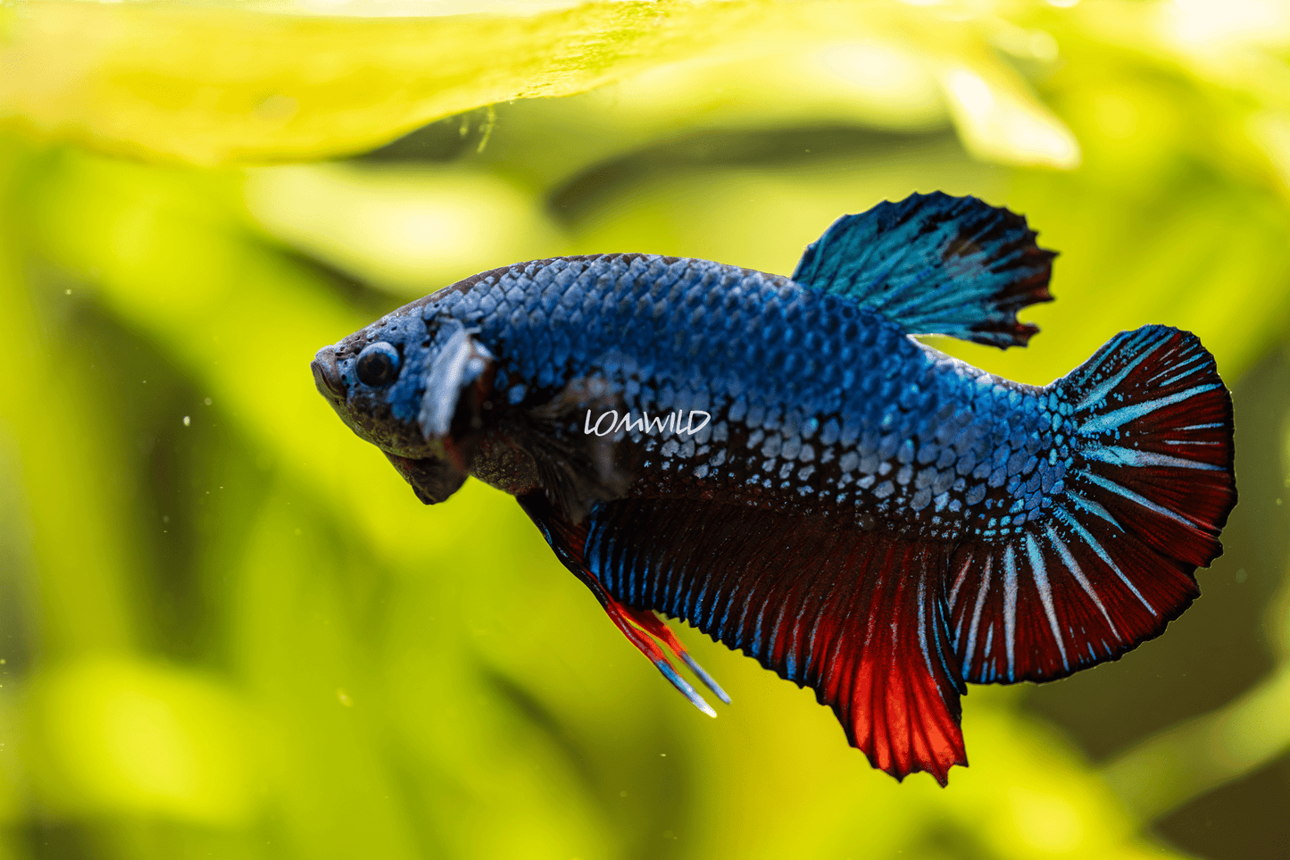 008 LOMWILD Betta Fish Fancy Aquarium Grade - LOMWILD
