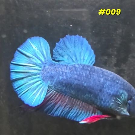#009 Halfmoon Plakat Purple Skies Male Betta Fish