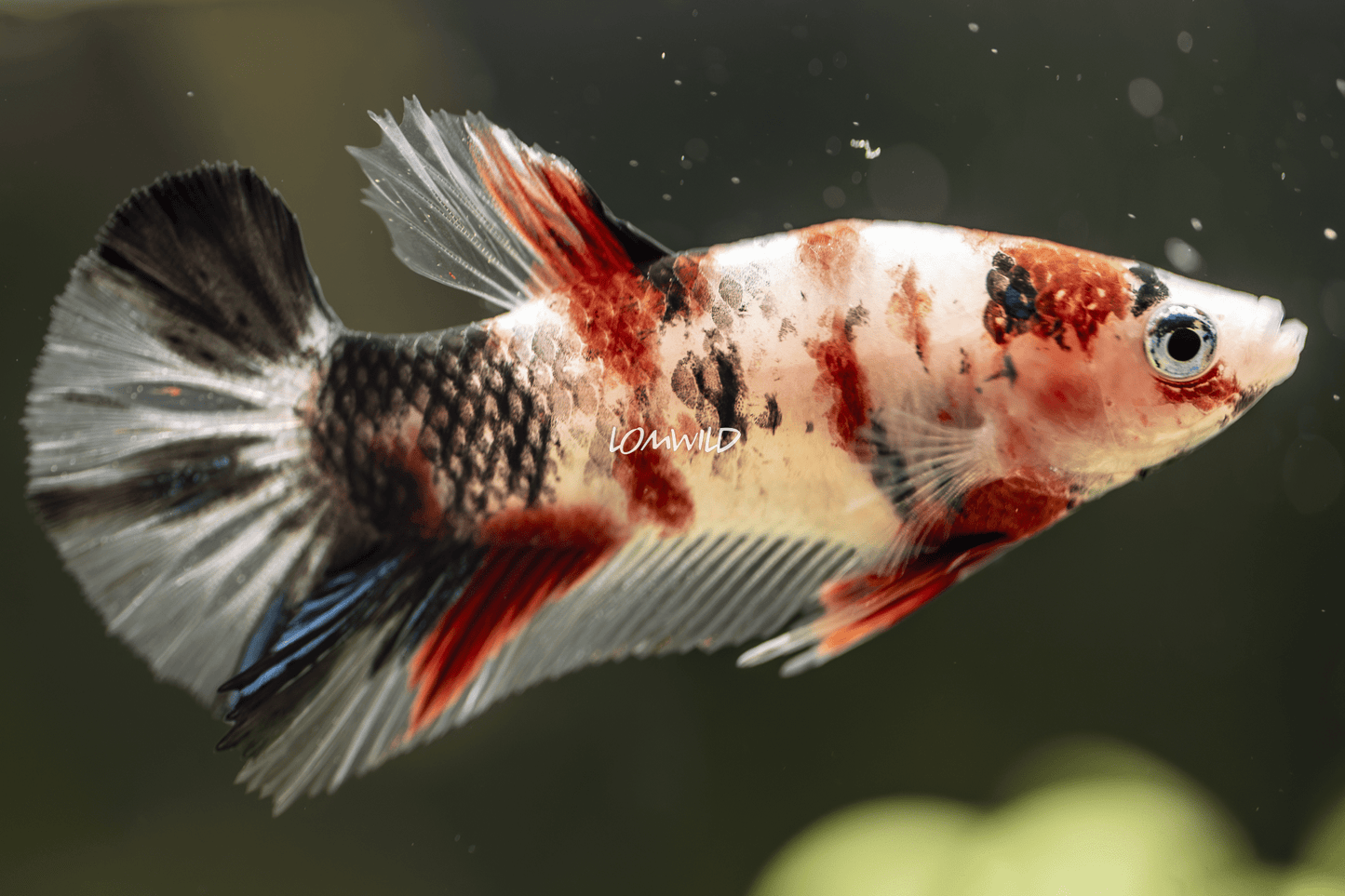 010 LOMWILD Premium Betta Fish Aquarium Ready - LOMWILD
