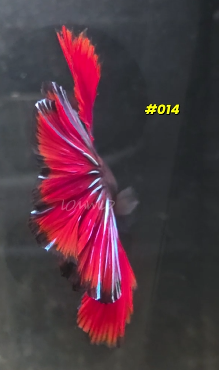 #014 Halfmoon Spidey Boy Male Betta