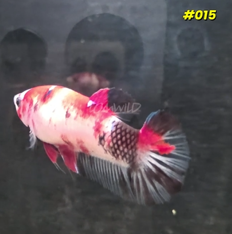 Female Koi Halfmoon Plakat Betta Fish #015