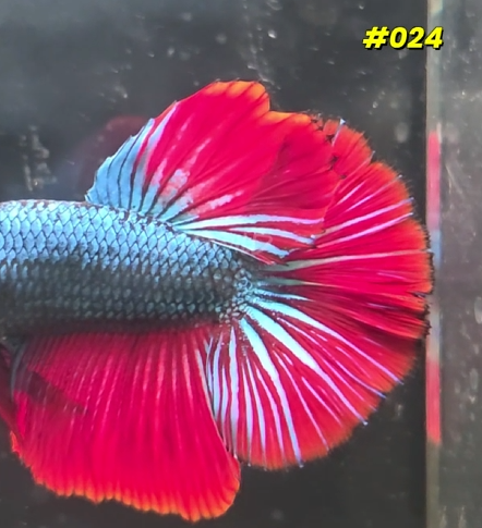 024 Halfmoon Spidey Boy Male - LOMWILD