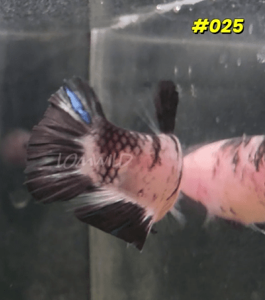 025 Halfmoon Plakat Koi Female - LOMWILD