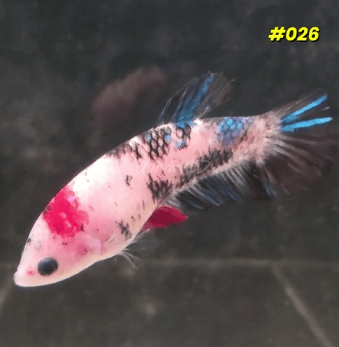 026 Halfmoon Plakat Koi Female - LOMWILD
