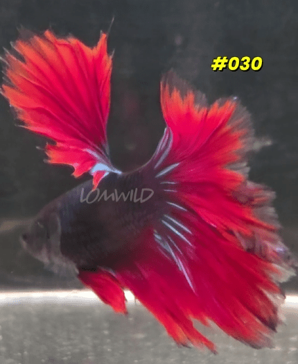 030 Halfmoon Spidey Boy Male - LOMWILD