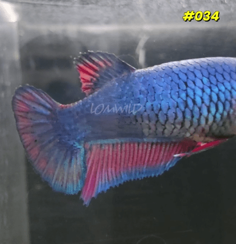 034 Purple Skies Halfmoon Plakat Female - LOMWILD