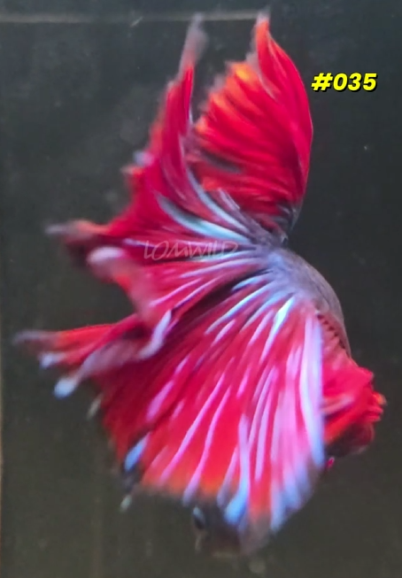 035 Halfmoon Spidey Boy Male - LOMWILD