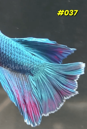 037 Purple Skies Halfmoon Male - LOMWILD