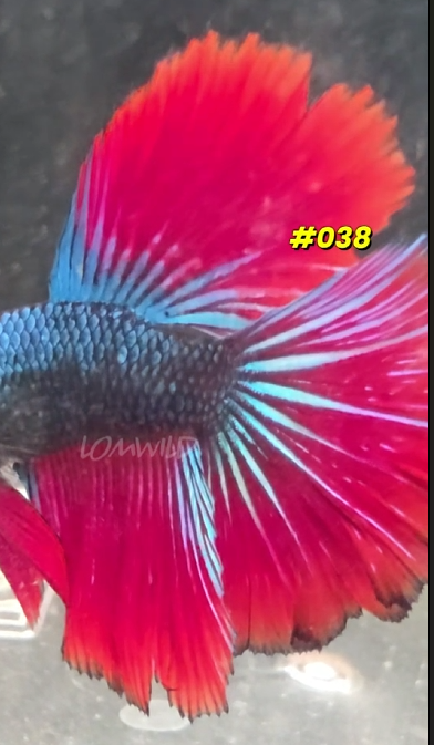 038 Halfmoon Spidey Boy Male - LOMWILD