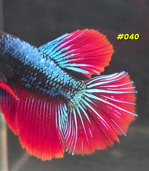 040 Halfmoon Spidey Boy Male - LOMWILD