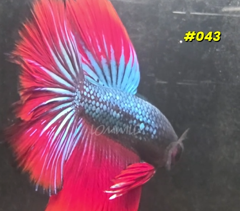 043 Halfmoon Spidey Boy Male - LOMWILD