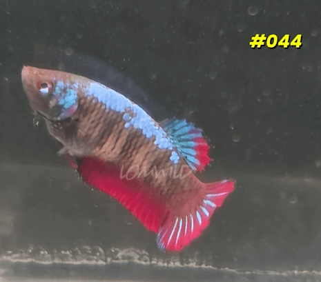 044 Halfmoon Plakat Spidey Boy Female - LOMWILD