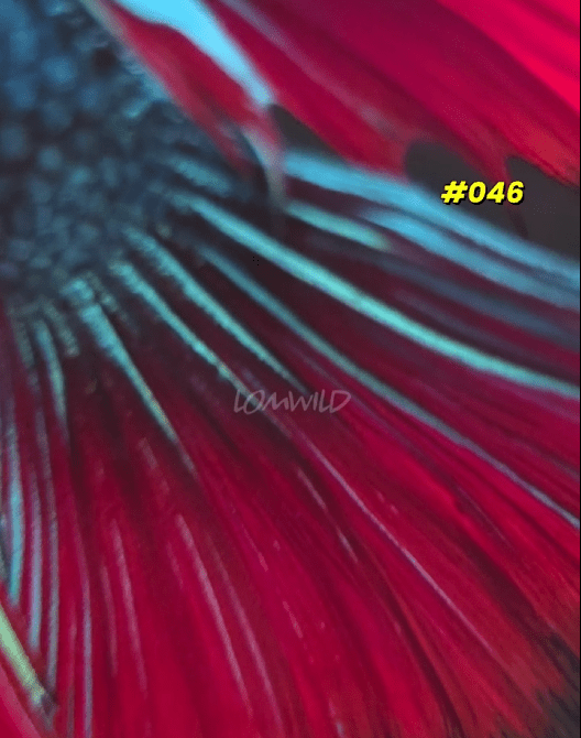 046 Halfmoon Spidey Boy Male - LOMWILD