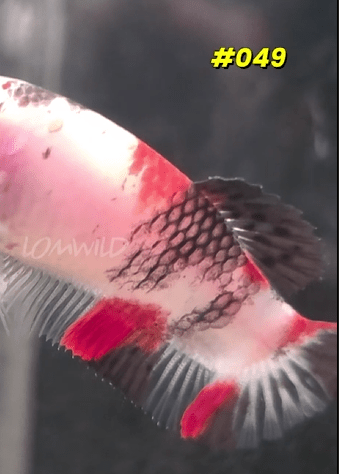 049 Halfmoon Plakat Koi Female - LOMWILD