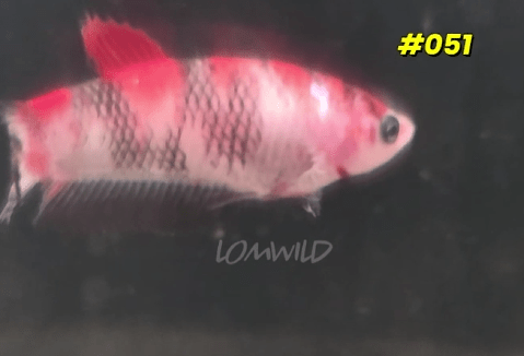 051 Halfmoon Plakat Koi Female - LOMWILD