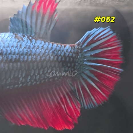 052 Halfmoon Spidey Boy Female - LOMWILD