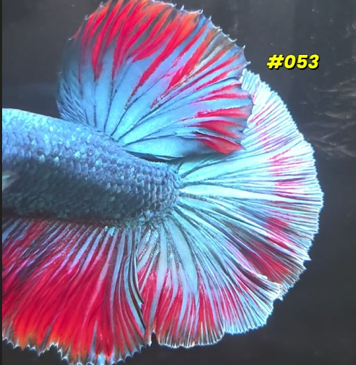 053 Purple Skies Halfmoon Male - LOMWILD