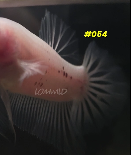 Male Halfmoon Plakat Betta Fish #054