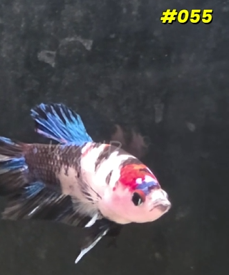 Male Halfmoon Plakat Betta Fish #055