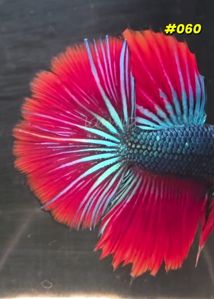 Betta Fish #060
