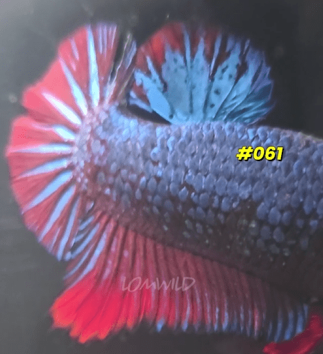 061 Halfmoon Plakat Spidey Boy Male - LOMWILD