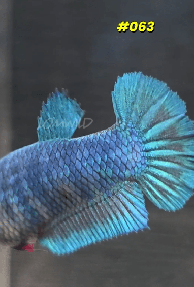 063 Halfmoon Plakat Purple Skies Female - LOMWILD