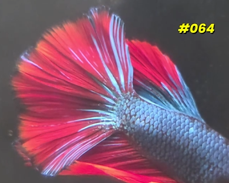 #064 Halfmoon Spidey Boy Male