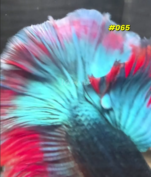 065 Purple Skies Halfmoon Male - LOMWILD