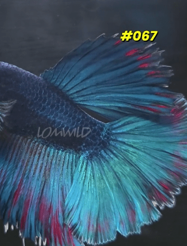 067 Purple Skies Halfmoon Male - LOMWILD