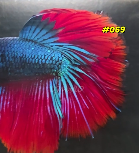 069 Halfmoon Spidey Boy Male - LOMWILD