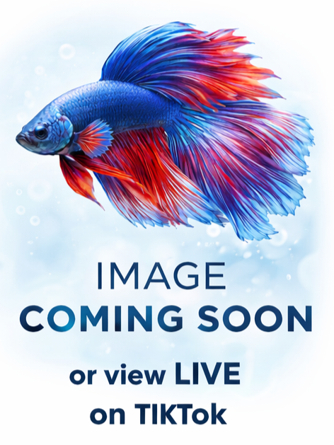 071 Fancy Betta Fish Premium Quality - LOMWILD