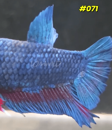 071 Purple Skies Halfmoon Plakat Male - LOMWILD