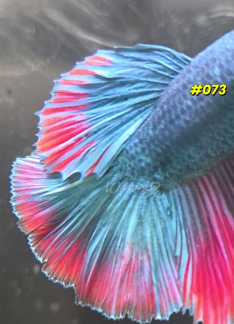 073 Purple Skies Halfmoon Male - LOMWILD