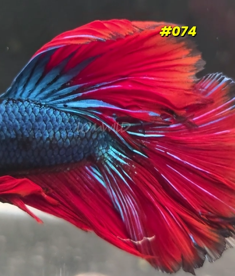 074 Halfmoon Spidey Boy Male - LOMWILD