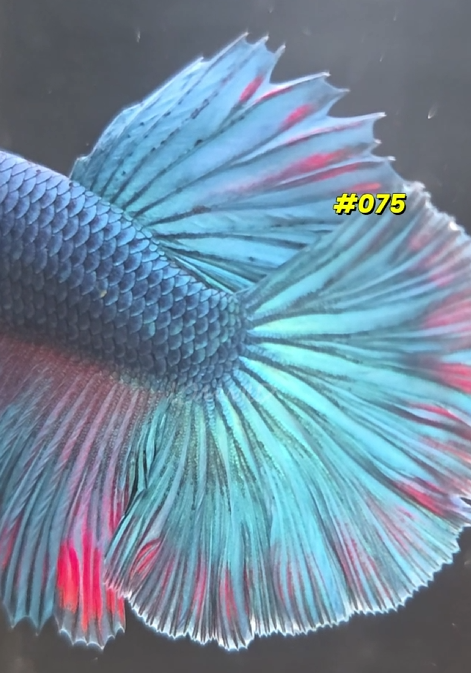 075 Purple Skies Halfmoon Male - LOMWILD