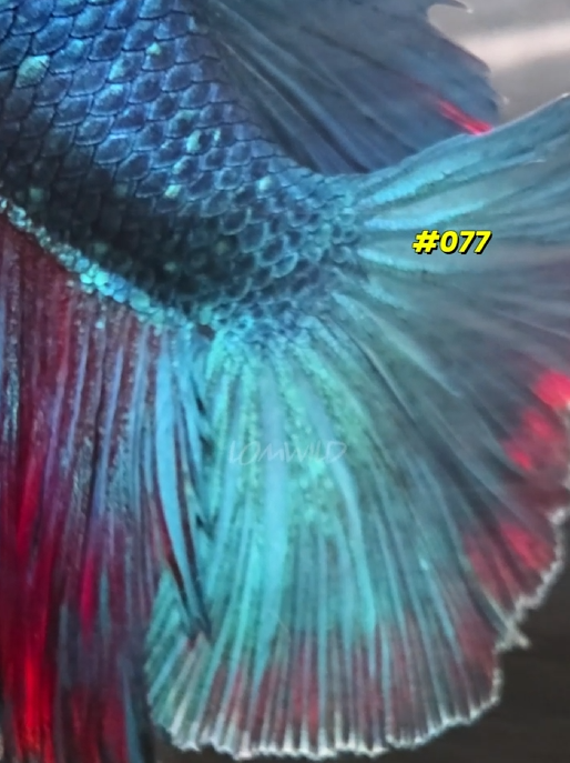 077 Purple Skies Halfmoon Male - LOMWILD