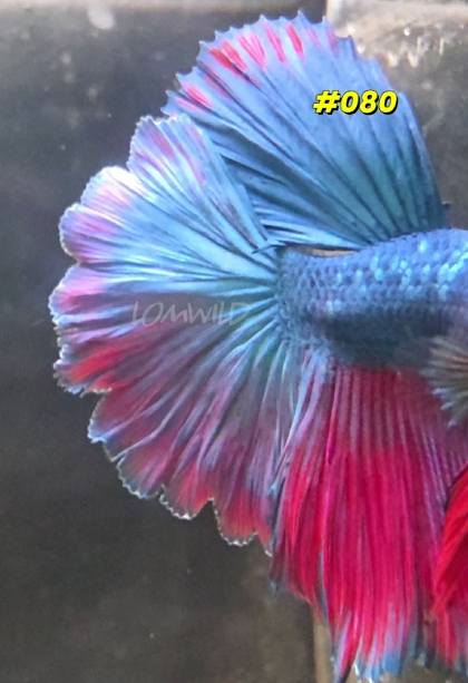 080 Purple Skies Halfmoon Rosetail Male - LOMWILD