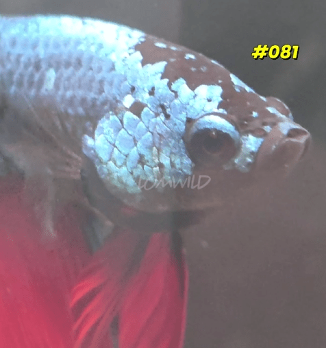 081 Halfmoon Spidey Boy Male - LOMWILD