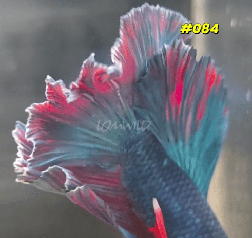 084 Purple Skies Halfmoon Male - LOMWILD