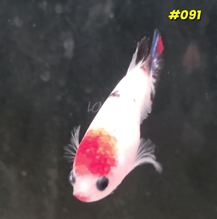 091 Halfmoon Plakat Koi Female - LOMWILD