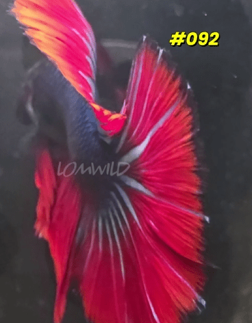 092 Halfmoon Spidey Boy Male - LOMWILD