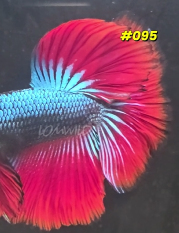 095 Halfmoon Spidey Boy Male - LOMWILD