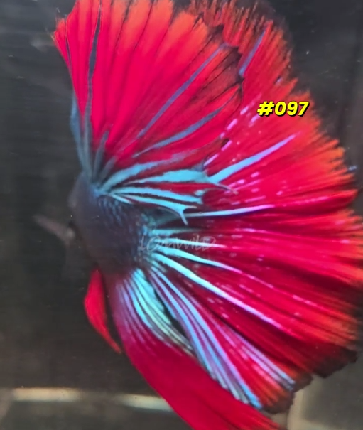 097 Halfmoon Spidey Boy Male - LOMWILD