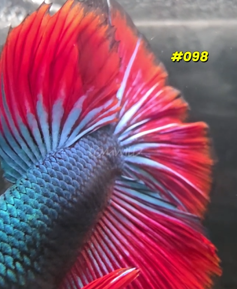 098 Halfmoon Spidey Boy Male - LOMWILD