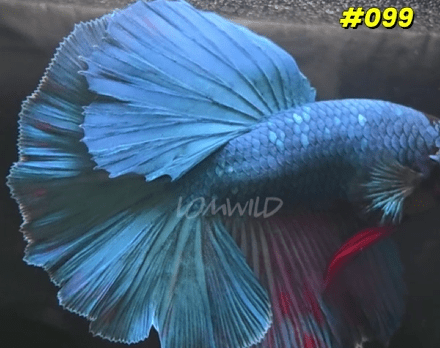 099 Purple Skies Halfmoon Male - LOMWILD