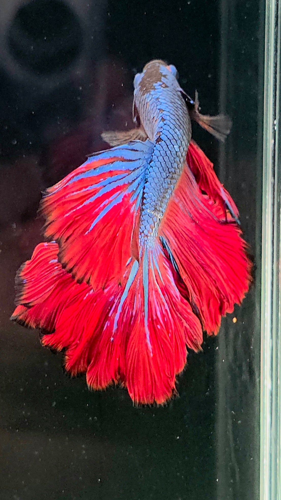 118 Premium Bi Color Rosetail Male Betta LOMWILD - LOMWILD