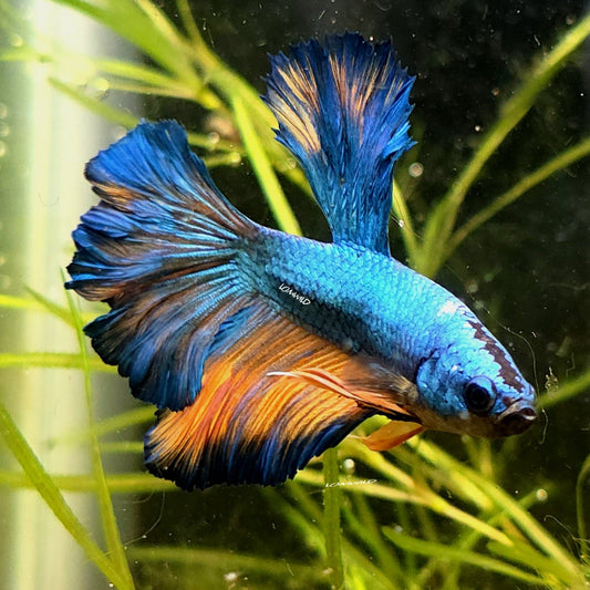 125 LOMWILD Halfmoon Feather Tail Betta Fish USA Raised High Quality - LOMWILD