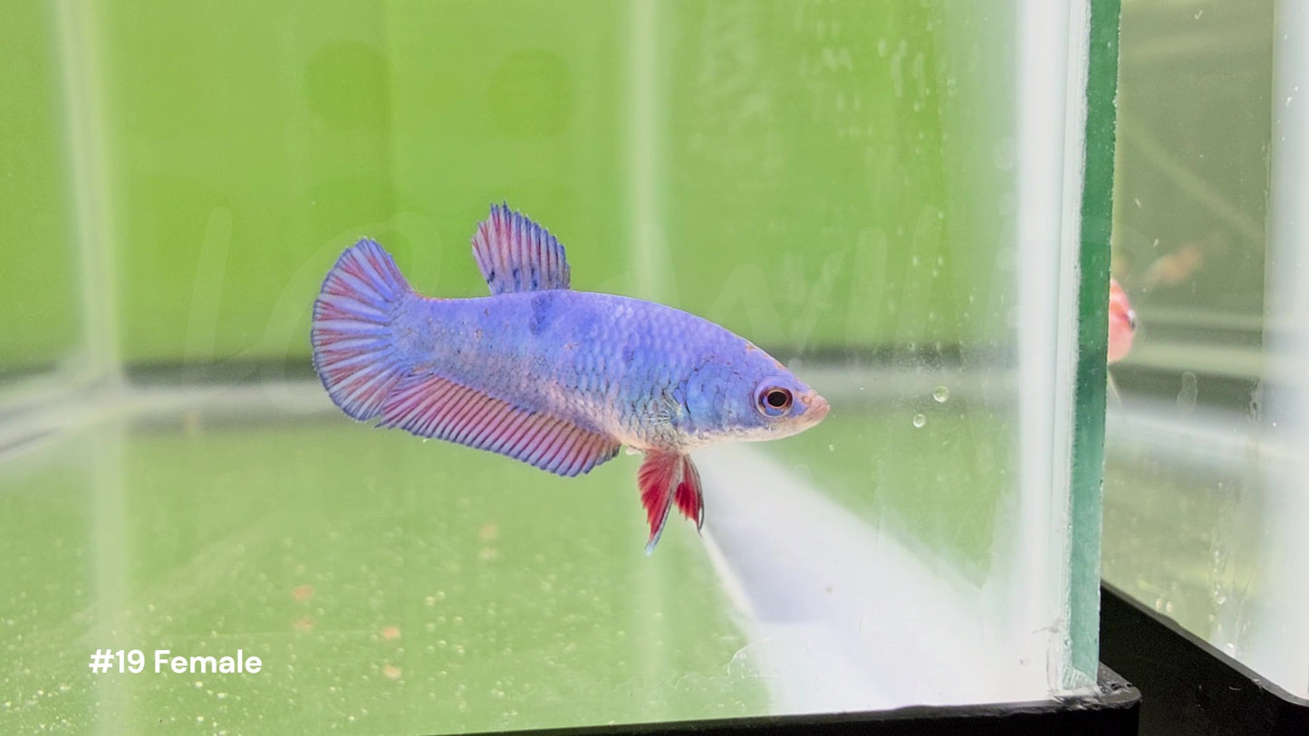 Female Bicolor Halfmoon Plakat Betta #19